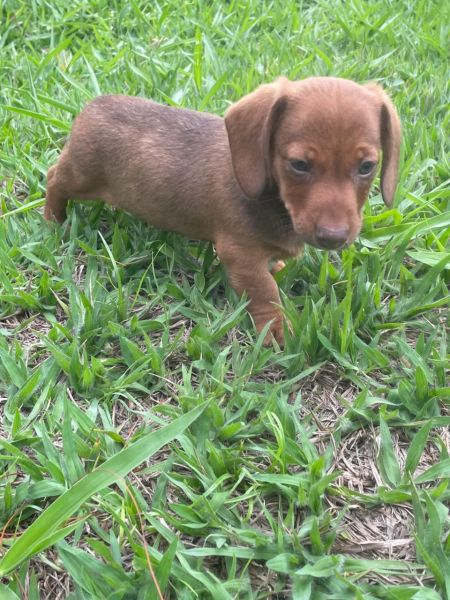 VENHA BUSCAR O SEU SALSICHINHA COM A GENTE AQUI ELE � CRIADO POR M�DICA VETERIN�RIA