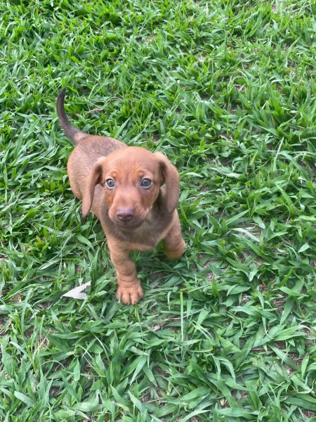 VENHA BUSCAR O SEU SALSICHINHA COM A GENTE AQUI ELE � CRIADO POR M�DICA VETERIN�RIA