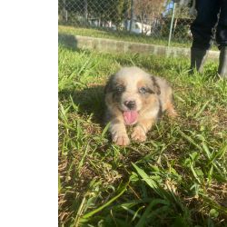 Border Collie BORDERS ORGULHOSAMENTE CRIADOS POR M�DICA VETERIN�RIA