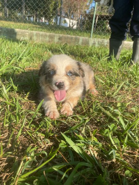 BORDERS ORGULHOSAMENTE CRIADOS POR MÉDICA VETERINÁRIA