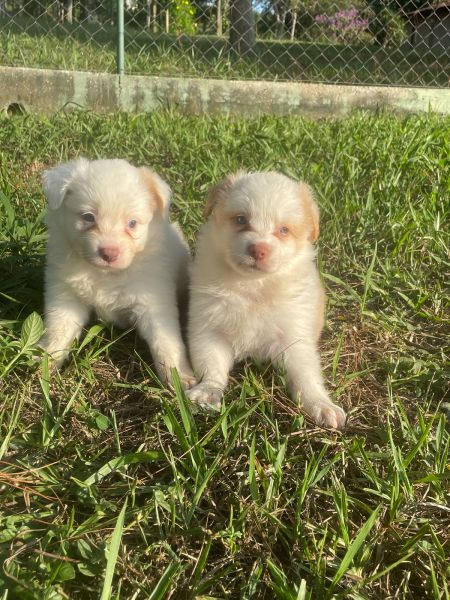 BORDERS ORGULHOSAMENTE CRIADOS POR MÉDICA VETERINÁRIA
