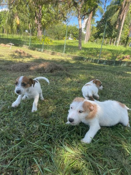 DEIXE NOSSOS JACKS ILUMINAREM A SUA VIDA C�ES LINDOS CRIADOS COM AMOR E CARINHO POR M�DICA VET