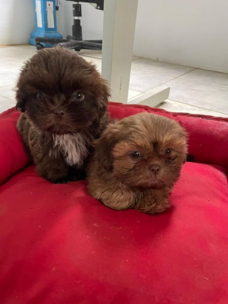 SHIH TZ�S LINDOS E EXTREMAMENTE SAUD�VEIS POIS S�O CRIADOS POR M�DICA VET