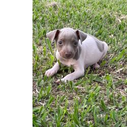 Fox Paulistinha FOX PAULISTINHAS CRIADOS POR M�DICA VETERIN�RIA E DE TODAS AS CORES