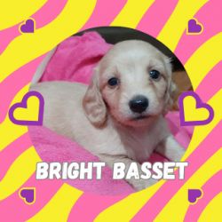 Dachshund Filhotes de Dachshund Teckel Miniatura S�o Paulo Sorocaba