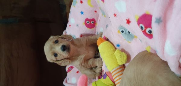 Filhotes de Dachshund Teckel Miniatura