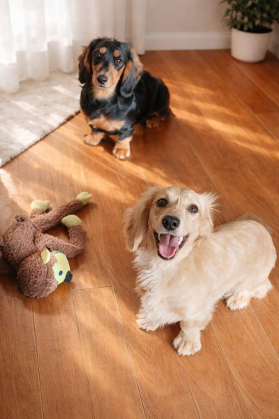 Filhotes de Dachshund Teckel Miniatura