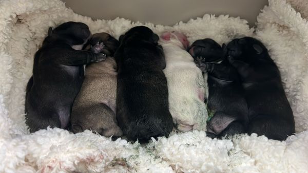 Bulldog Franc�s com LOP e Afixo