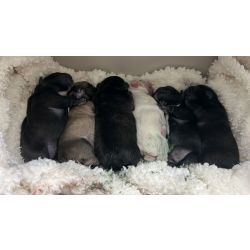 Bulldog Franc�s Bulldog Franc�s com LOP e Afixo