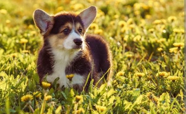 Lindos Filhotes de corgi tricolor