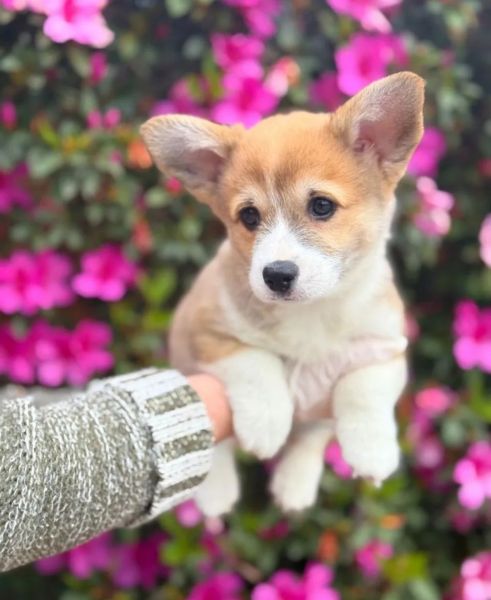Lindo filhotes de Corgi