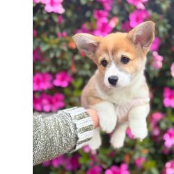Welsh Corgi Pembroke Lindo filhotes de Corgi