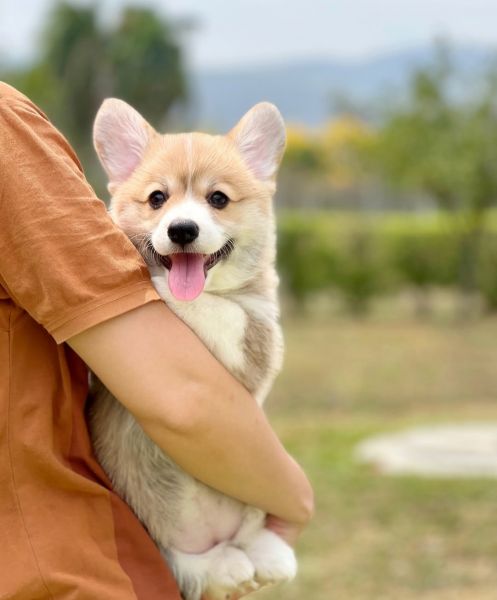 Lindos Filhotes de corgi