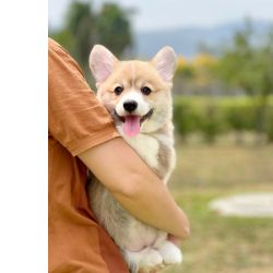 Welsh Corgi Pembroke Lindos Filhotes de corgi