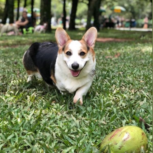Lindo filhotes de Corgi