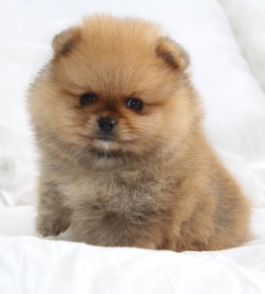 Spitz Alem�o An�o Pomer�nia