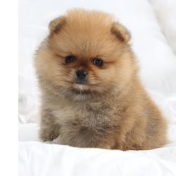 Spitz Alem�o Spitz Alem�o An�o Pomer�nia Lisboa Lisboa