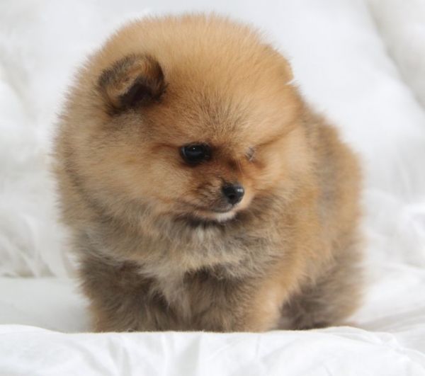 Spitz Alem�o An�o Pomer�nia