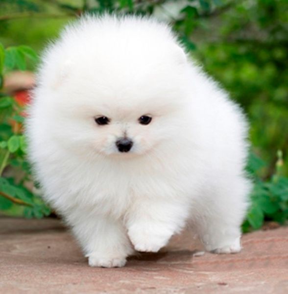 Spitz Alem�o An�o Pomer�nia