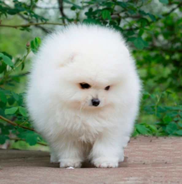 Spitz Alemão Anão Pomerânia Brancos