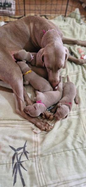 NOSSOS WEIMARANERS CHAMAM A ATEN��O POR ONDE PASSAM C�ES BEL�SSIMOS CRIADOS POR M�DICA VETERIN�RIA