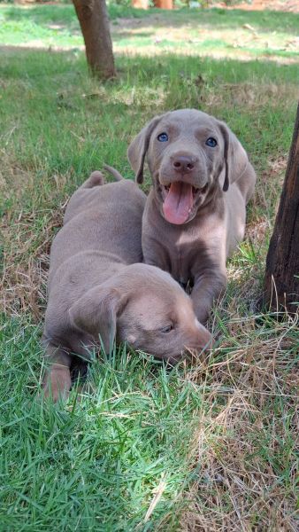 Filhotes de weimaraner