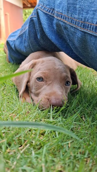 Filhotes de weimaraner