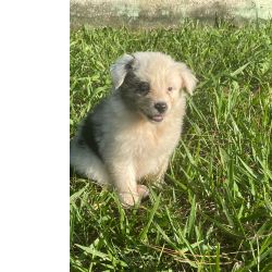 Border Collie AQUI VOC� ENCONTRA O BORDER COLLIE QUE TANTO PROCURA C�ES CRIADOS POR M�DICA VET S�o Paulo S�o Paulo