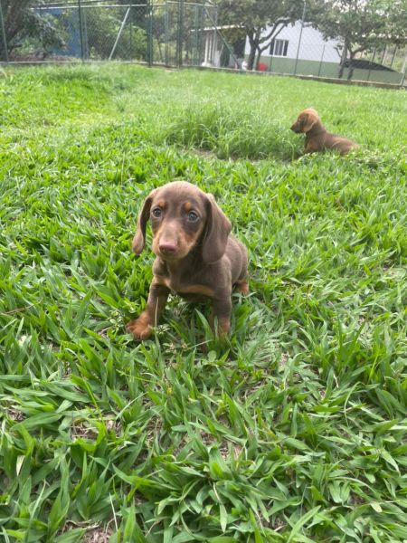 DACHS CRIADOS COM AMOR E CARINHO POR M�DICA VET VOC� S� ENCONTRAA  AQUI