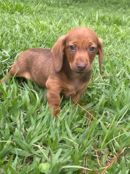 DACHS CRIADOS COM AMOR E CARINHO POR M�DICA VET VOC� S� ENCONTRAA  AQUI