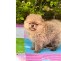 Spitz Alem�o SOMENTE AQUI VOC� ENCONTRA SPITZ ALEM�O CRIADO E ENTREGIE POR M�DICA VET S�o Paulo S�o Paulo