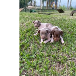 Fox Paulistinha GRACINHAS DE FOX PAULISTINHAS DE TODAS AS CORES C�ES LINDOS CRIADOS POR M�DICA VETERIN�RIA S�o Paulo S�o Paulo