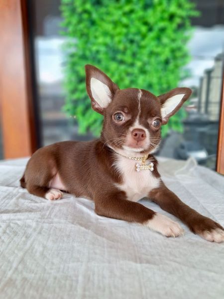 Chihuahua de luxo