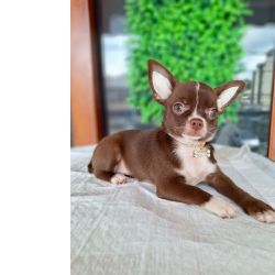 Chihuahua Chihuahua de luxo S�o Paulo S�o Paulo