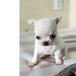 Chihuahua Chihuahua de luxo S�o Paulo S�o Paulo