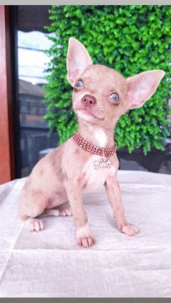 Chihuahua de luxo