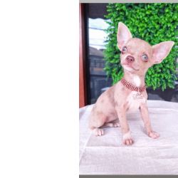 Chihuahua Chihuahua de luxo S�o Paulo S�o Paulo