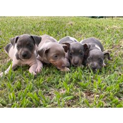 Fox Paulistinha FOX PAULISTINHAS CRIADOS POR M�DICA VETERIN�RIA E DE TODAS AS CORES S�o Paulo S�o Paulo