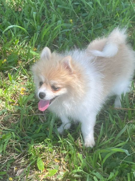 SABIA QUE AQUI O SEU SPITZ ALEM�O � CRIADO POR M�DICA VETERIN�RIA C�ES LINDOS E SAUD�VEIS