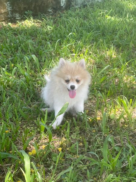 SPITZ PARA ALEGRAR A SUA VIDA C�ES LINDOS CRIADOS POR M�DICA VET