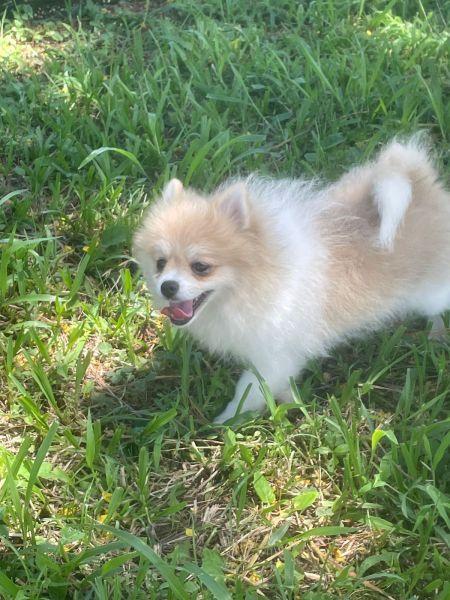 SPITZ PARA ALEGRAR A SUA VIDA C�ES LINDOS CRIADOS POR M�DICA VET