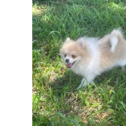 Spitz Alem�o DEIXE NOSSOS SPITZ ALEGRAREM O SEU CARNAVAL C�ES LINDOS CRIADOS  POR M�DICA VET S�o Paulo S�o Paulo