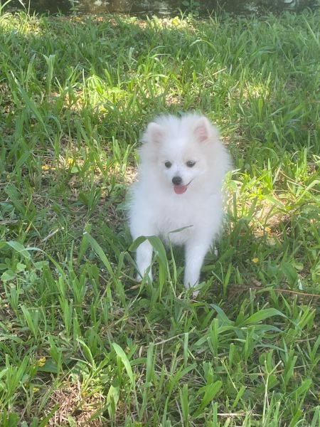 DEIXE NOSSOS SPITZ ALEGRAREM O SEU CARNAVAL C�ES LINDOS CRIADOS  POR M�DICA VET