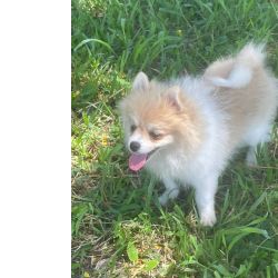 Spitz Alem�o SPITZ PARA ALEGRAR A SUA VIDA C�ES LINDOS CRIADOS POR M�DICA VET S�o Paulo S�o Paulo