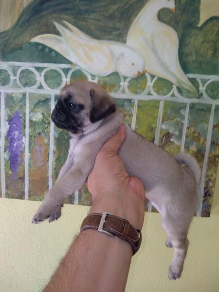 Pug Carlin Suprema 