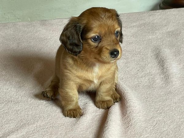 Filhote de Dachshund pelo longo
