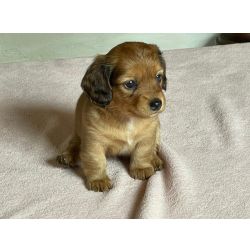 Dachshund Filhote de Dachshund pelo longo