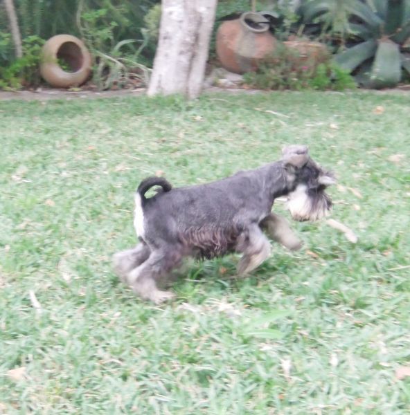 procuro macho schnauzer miniatura