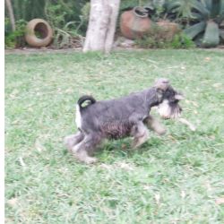 Schnauzer Miniatura procuro macho schnauzer miniatura Santar�m Cartaxo