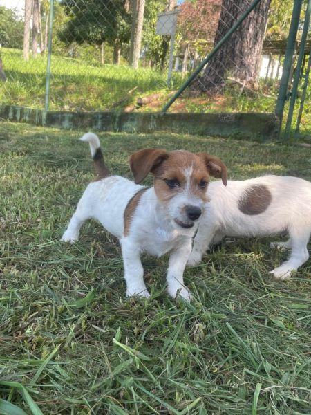 DEIXE NOSSOS JACKS FAZEREM PARTE DA SUA FAM�LIA C�ES CRIADOS POR M�DICA VETERIN�RIA